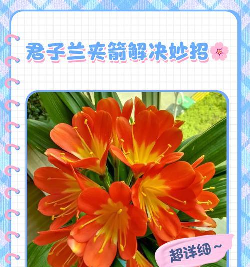 君子兰花箭多是正常现象吗？