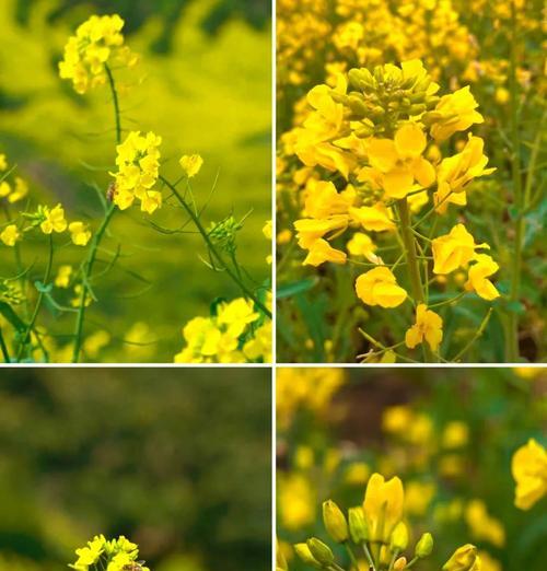 自制秋油菜花肥料的方法是什么？