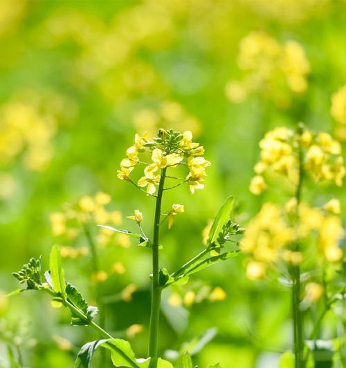 自制秋油菜花肥料的方法是什么？