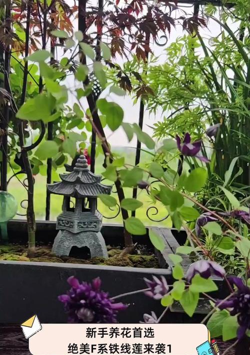 铁线莲做花柱效果好吗怎么样？如何制作和维护铁线莲花柱？
