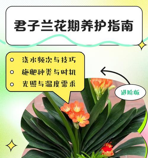 铁笼子中君子兰的养殖方法是什么？
