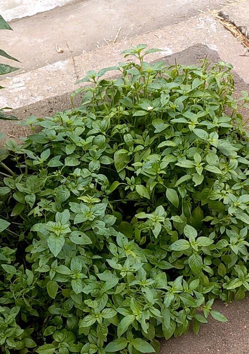 香草植物有哪些外形特征？如何识别常见香草植物？