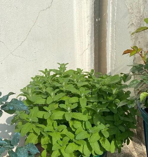 香草植物有哪些外形特征？如何识别常见香草植物？