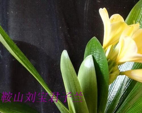 君子兰黄花彩怎么样？黄花彩君子兰的养护要点有哪些？