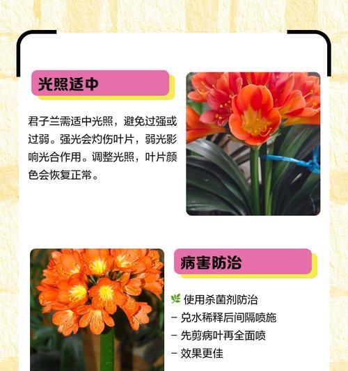 君子兰黄花彩怎么样？黄花彩君子兰的养护要点有哪些？
