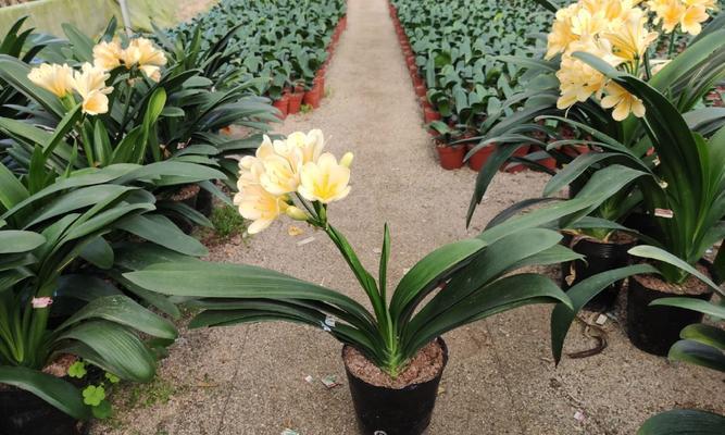 君子兰黄花彩怎么样？黄花彩君子兰的养护要点有哪些？