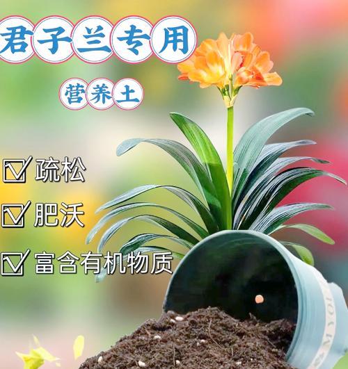 君子兰毛细根养护方法？如何避免根系问题？