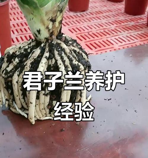 君子兰毛细根养护方法？如何避免根系问题？