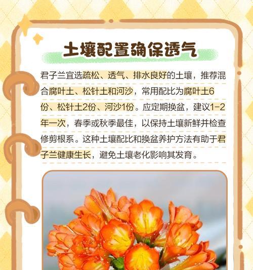 君子兰毛细根养护方法？如何避免根系问题？