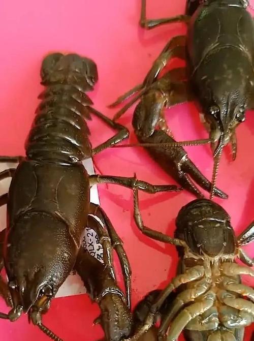 嘎啦豆角播种的最佳时间是什么时候？