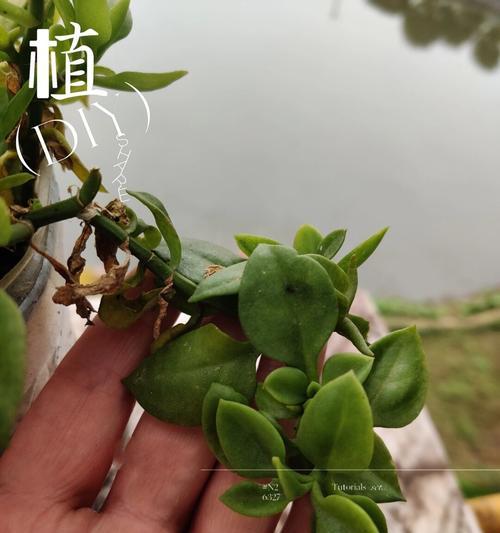 牡丹吊兰叶子发黄的原因是什么？如何预防和处理？