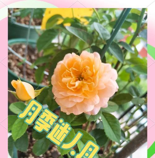 使用轻质营养土养月季的方法是什么？