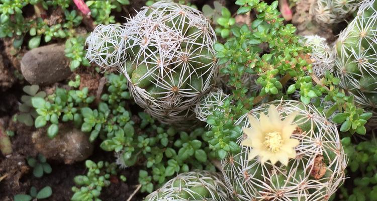 球根植物难养吗？如何正确养护以确保其生长良好？