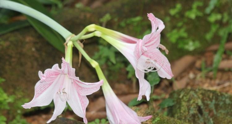 球根植物难养吗？如何正确养护以确保其生长良好？