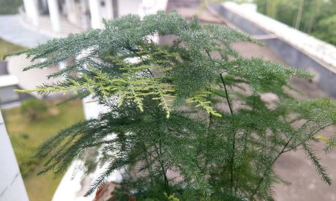 球根植物难养吗？如何正确养护以确保其生长良好？