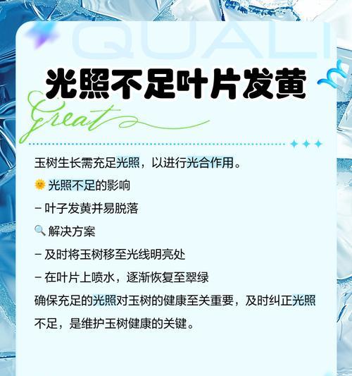 玉树叶子发黄少是什么原因？如何解决？