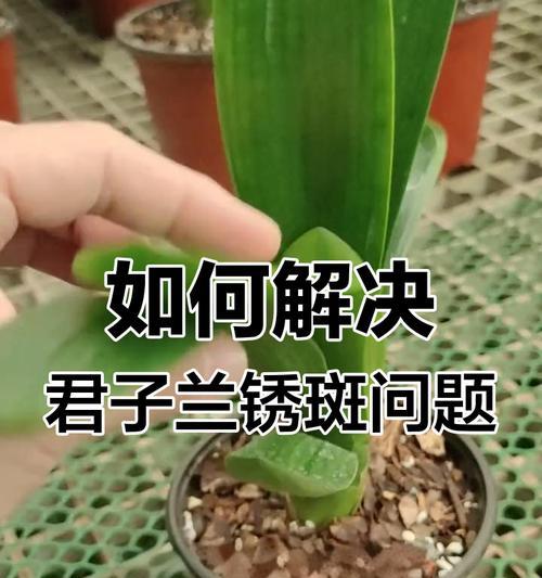 君子兰擦叶片的原因是什么？这样做有什么好处？