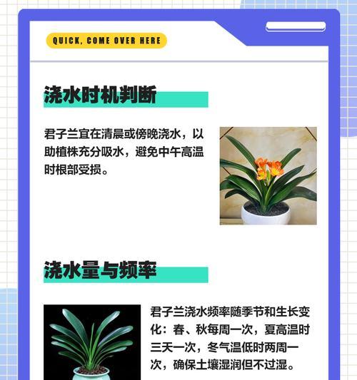 君子兰擦叶片的原因是什么？这样做有什么好处？