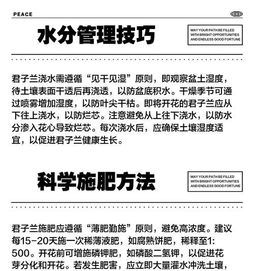 君子兰擦叶片的原因是什么？这样做有什么好处？