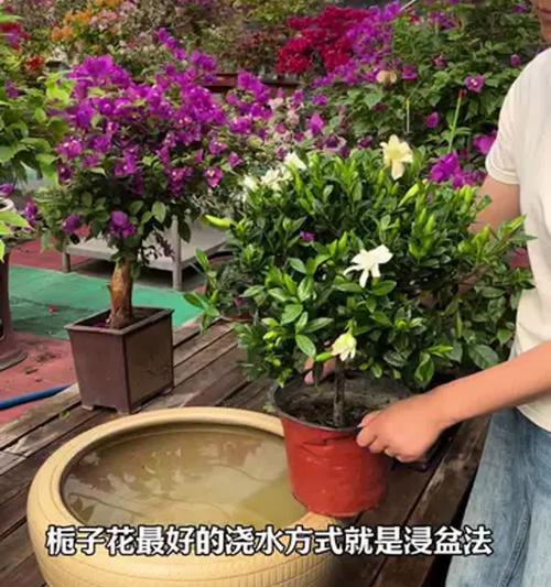 浸盆法不适合时应选择哪种浇水方法？