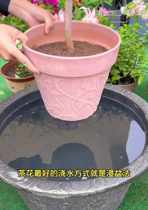 浸盆法不适合时应选择哪种浇水方法？