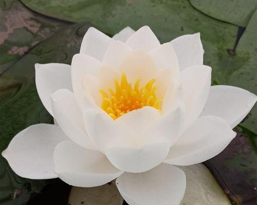 哪些水生植物是白色的？它们的特点和生长环境是什么？