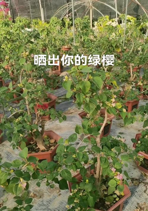 三角梅在种菜盆中的种植技巧是什么？