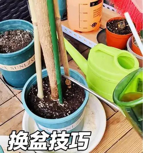三角梅在种菜盆中的种植技巧是什么？