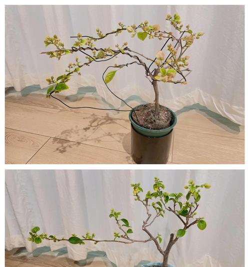 三角梅在种菜盆中的种植技巧是什么？