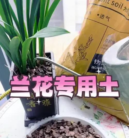 兰科植物养护需要注意什么？有哪些养护知识点？