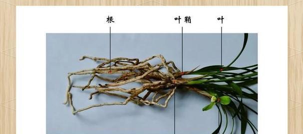 兰科植物养护需要注意什么？有哪些养护知识点？
