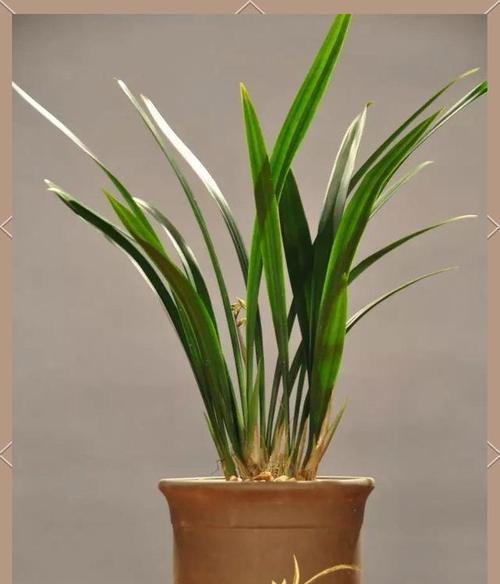 兰科植物养护需要注意什么？有哪些养护知识点？