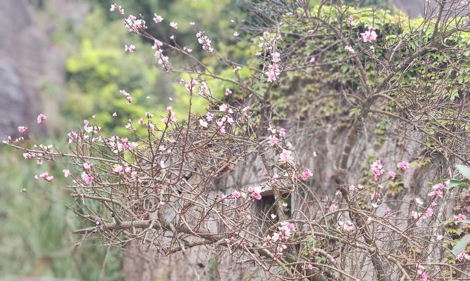 福建山里有哪些野生花卉？