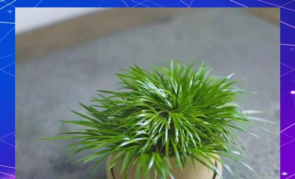 盆景造型技巧清风如何应用？
