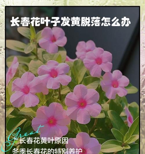 花叶子尖发黄怎么裁剪？有哪些正确的步骤？