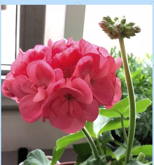蛙鱼天竺葵的养护难度如何？正确的养护方法是什么？