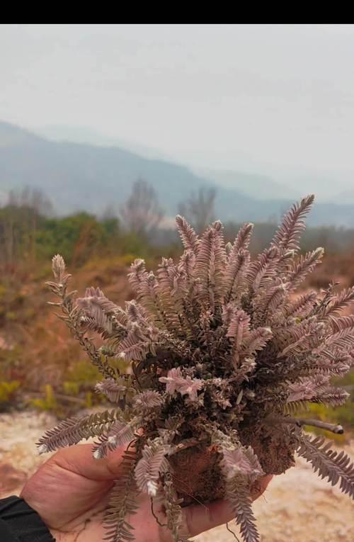 观赏植物的别名有哪些？