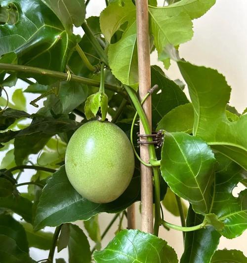 自制肥料种植水果植物有哪些方法？