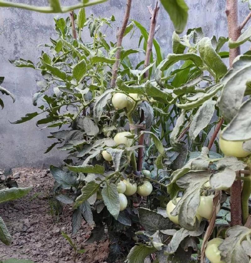 自制肥料种植水果植物有哪些方法？