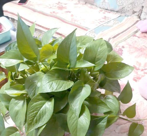 自制肥料种植水果植物有哪些方法？