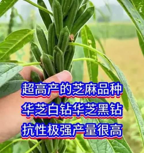 种植芝麻栽培技术有哪些？芝麻种植的步骤和技巧是什么？