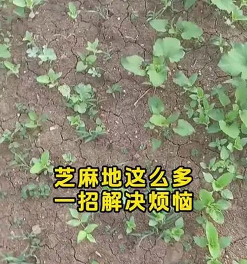 种植芝麻栽培技术有哪些？芝麻种植的步骤和技巧是什么？