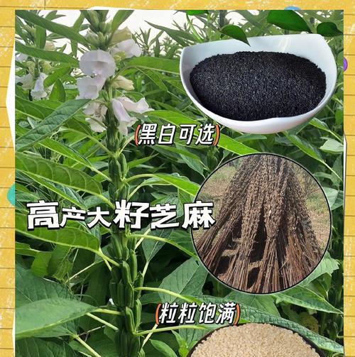 种植芝麻栽培技术有哪些？芝麻种植的步骤和技巧是什么？