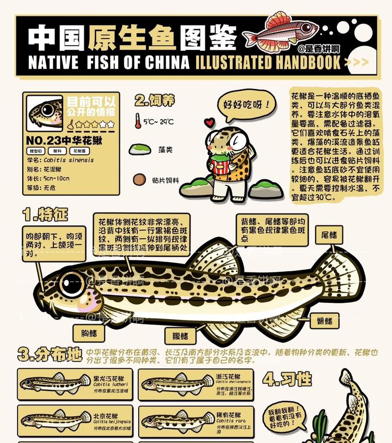 泥鳅需要播种吗？播种泥鳅的原因是什么？