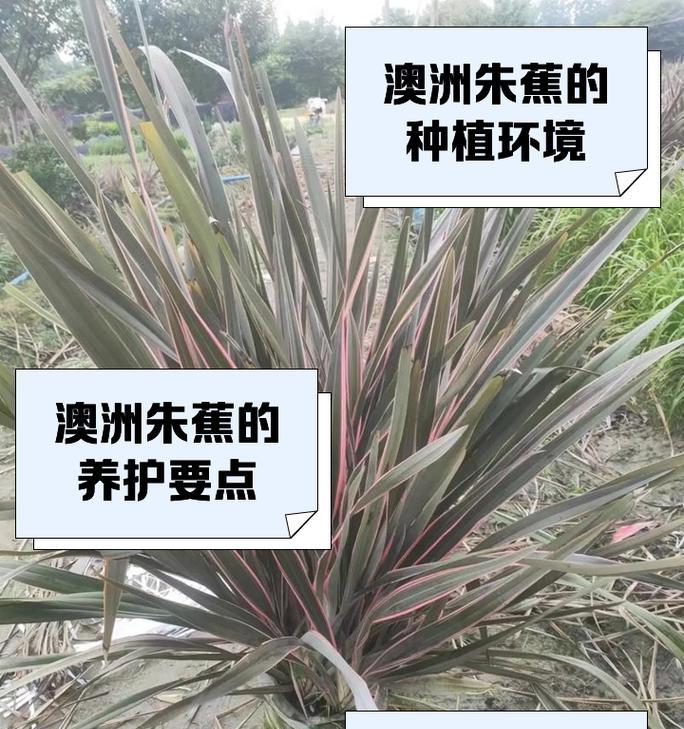 朱蕉观赏植物的种类有哪些？