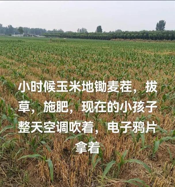 玉米播种后不出籽是什么原因造成的？
