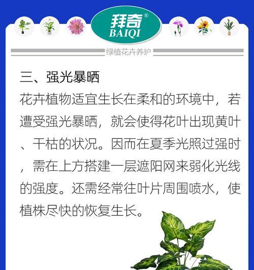 进口植物叶子发黄的解决方法？