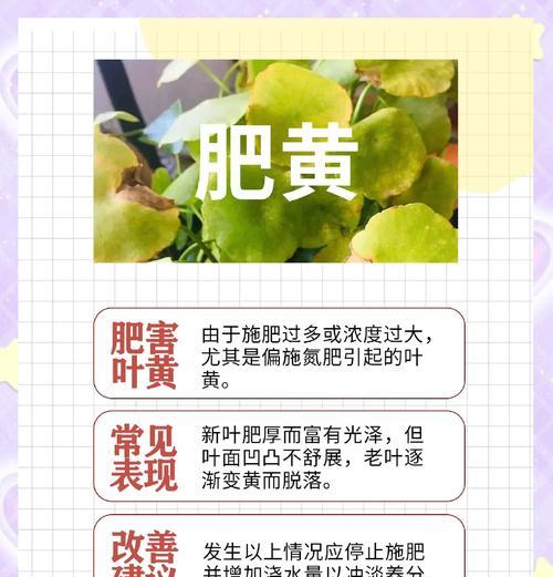 进口植物叶子发黄的解决方法？
