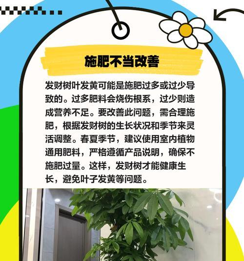 进口植物叶子发黄的解决方法？