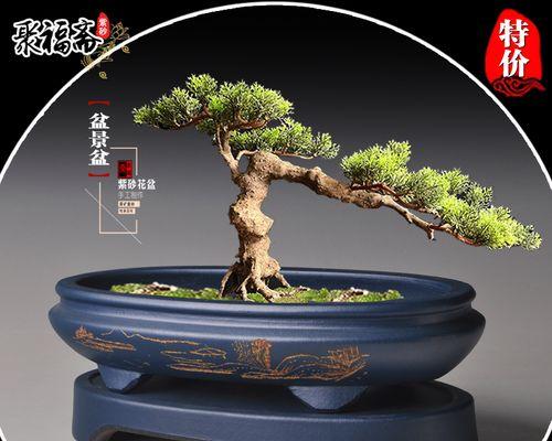 紫砂盆栽盆景的养护技巧是什么？